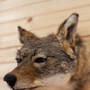 Excellent Coyote Taxidermy Shoulder Mount SW11007