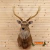 sika deer taxidermy shoulder mount for sale