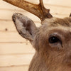 Premier Sika Deer Taxidermy Shoulder Mount SW11008