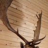 Premier Fallow Deer Taxidermy Shoulder Mount SW11009