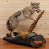 coyote lifesize full body taxidermy mount for sale