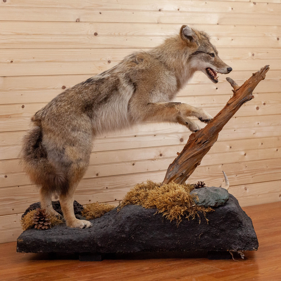 Howling Coyote taxidermy mount for sale SKU 2091 - All Taxidermy
