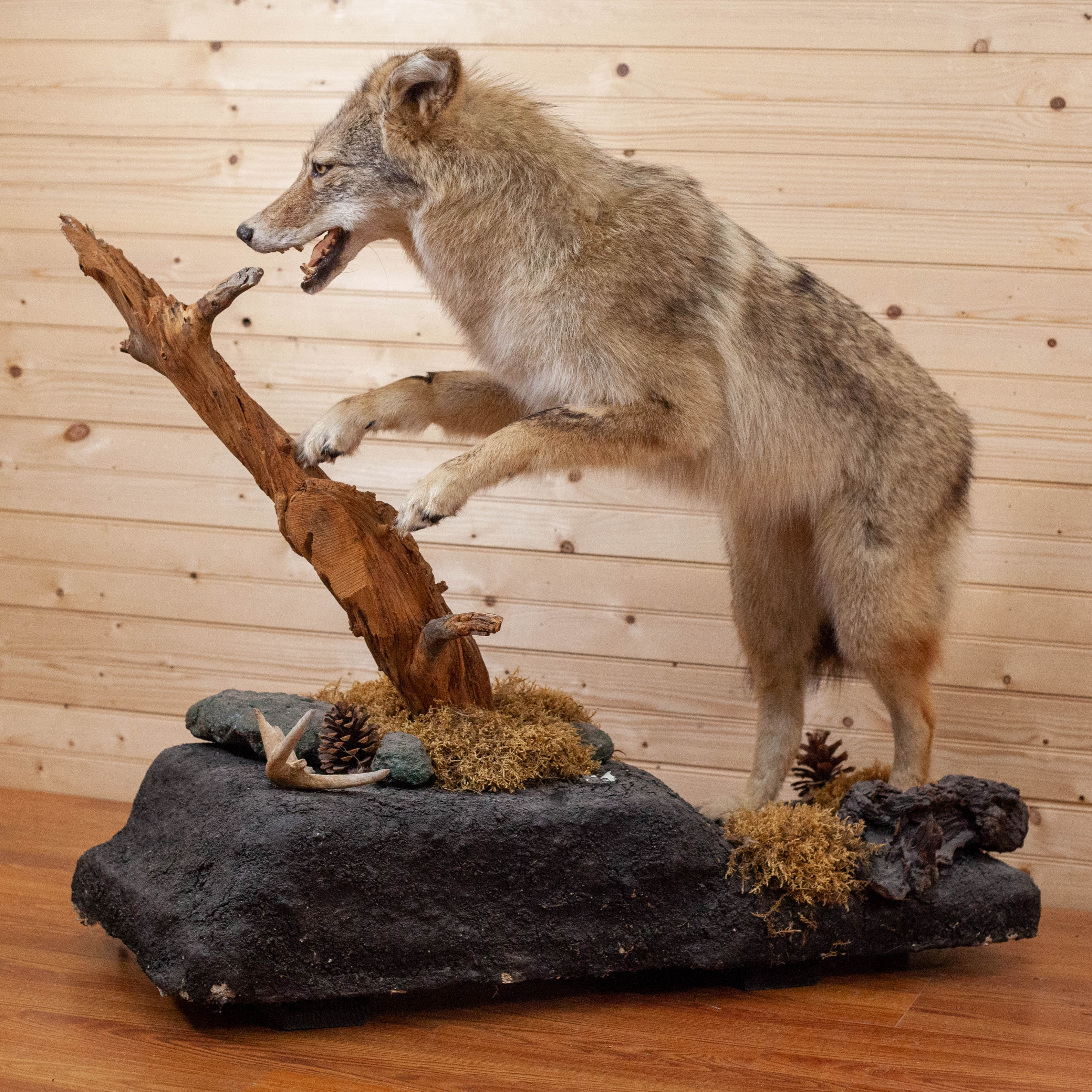 Full Body Coyote Taxidermy Mount - sporting goods - by owner