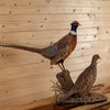 Premier Rooster & Hen Ringneck Pheasant Taxidermy Mount SW11012