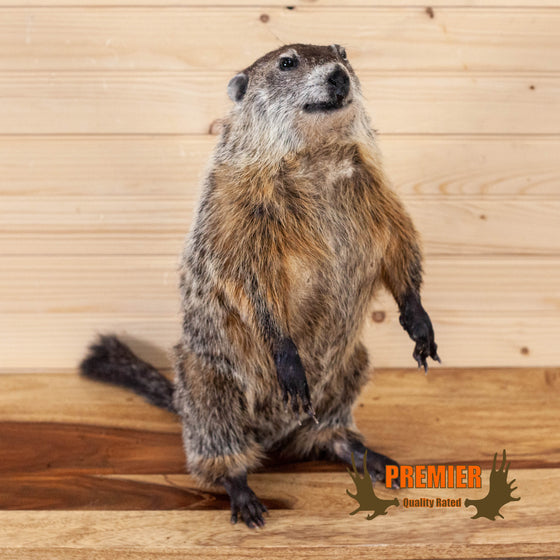 groundhog wood chuck full body taxidermy mount for sale