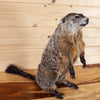 Premier Groundhog Woodchuck Taxidermy Mount SW11014