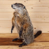 Premier Groundhog Woodchuck Taxidermy Mount SW11014