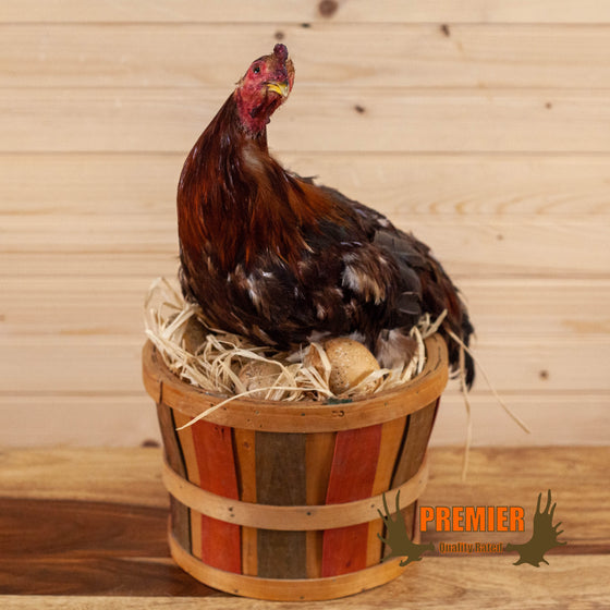 hen chicken basket eggs taxidermy mount for sale