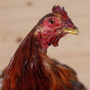 Premier Hen Chicken on Eggs in a Basket Taxidermy Mount SW11015