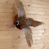 Premier Flying Ringneck Pheasant Taxidermy Mount SW11022