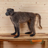 female chacma baboon full body taxidermy mount for sale