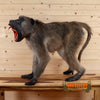 male chacma baboon life size taxidermy mount for sale