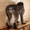 Excellent Male Chacma Baboon Full Body Lifesize Taxidermy Mount SW11024