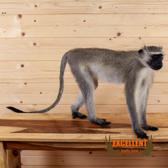 vervet monkey full body lifesize taxidermy mount for sale
