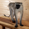 Excellent Vervet Monkey Full Body Lifesize Taxidermy Mount SW11025