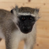 Excellent Vervet Monkey Full Body Lifesize Taxidermy Mount SW11025