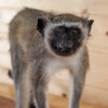 Excellent Vervet Monkey Full Body Lifesize Taxidermy Mount SW11026