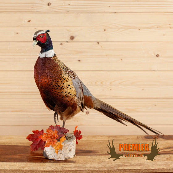 ringneck pheasant taxidermy mount for sale