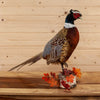 Premier Standing Perched Ringneck Pheasant Taxidermy Mount SW11027