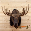 shiras moose taxidermy shoulder mount for sale