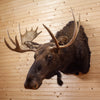 Excellent Utah Shiras Moose Taxidermy Shoulder Mount SW11028