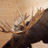 Excellent Utah Shiras Moose Taxidermy Shoulder Mount SW11028