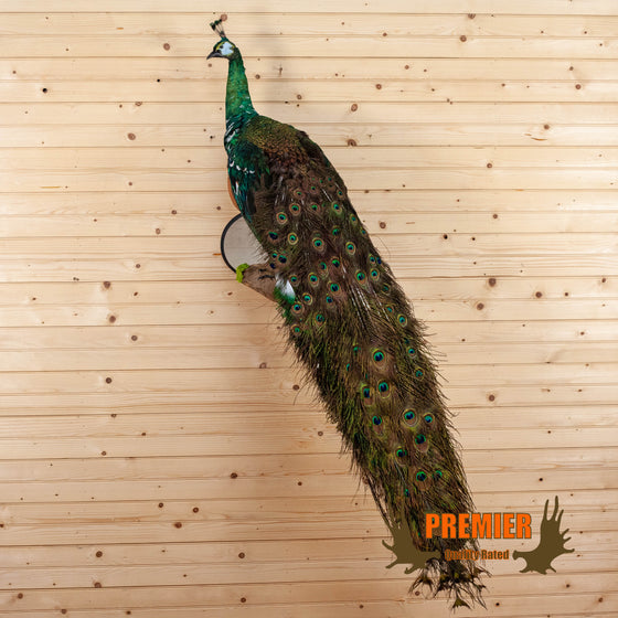 java peacock full body taxidermy mount for sale