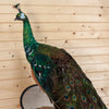 Premier Java Peacock Full Body Taxidermy Mount SW11029