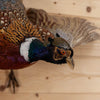 Excellent Flying Ringneck Pheasant Taxidermy Mount SW11037
