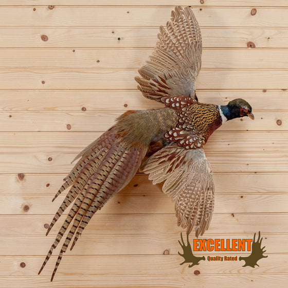 ringneck pheasant flying full body taxidermy mount for sale