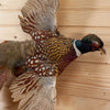 Excellent Flying Ringneck Pheasant Taxidermy Mount SW11038