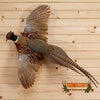 ringneck pheasant full body taxidermy mount for sale