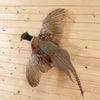 Excellent Flying Ringneck Pheasant Taxidermy Mount SW11039