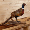 Excellent Perched Ringneck Pheasant Taxidermy Mount SW11040