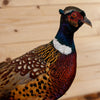 Excellent Perched Ringneck Pheasant Taxidermy Mount SW11040