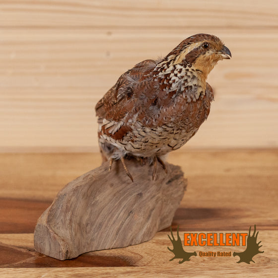bobwhite quail full body lifesize taxidermy mount for sale