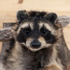 Excellent Raccoon Peeking Taxidermy Mount SW11045