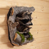 Excellent Pair of Raccoon Kits Peeking Taxidermy Mount SW11047