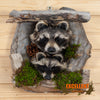 raccoon kits pair peeking from den taxidermy mount for sale
