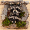 Excellent Pair of Raccoon Kits Peeking Taxidermy Mount SW11048