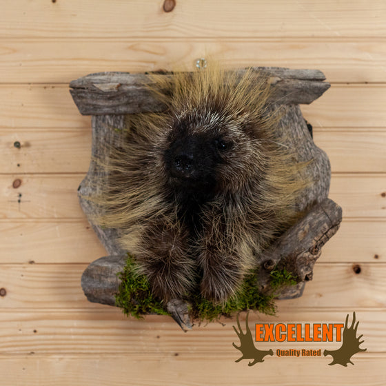 porcupine peeking from den taxidermy mount for sale