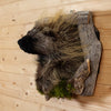 Excellent Peeking Porcupine Taxidermy Mount SW10655