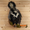 Excellent Skunk Full Body Climbing Tree Taxidermy Mount SW11058