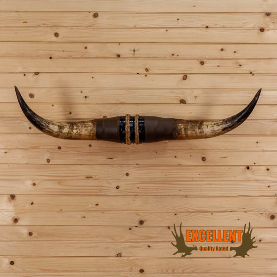 longhorn steer horns for sale