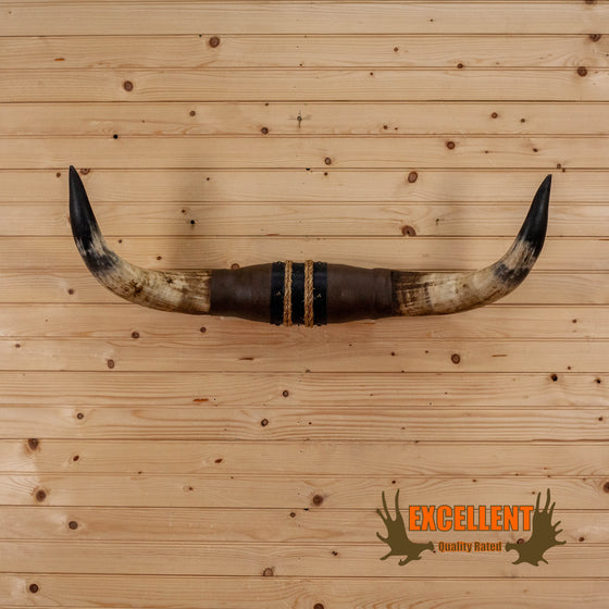 longhorn steer horns for sale