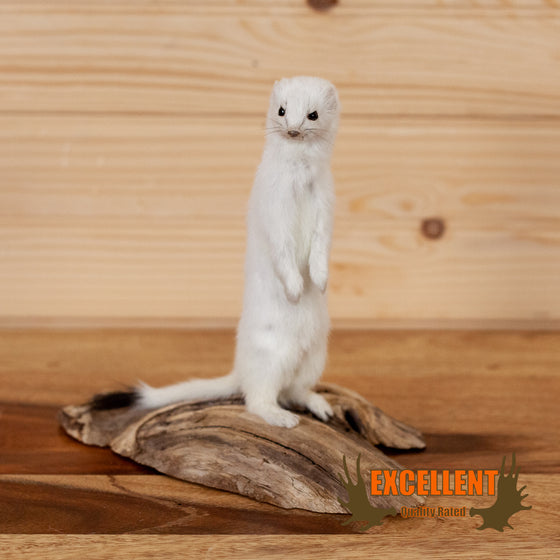 Excellent Ermine Weasel Taxidermy Mount SW11067