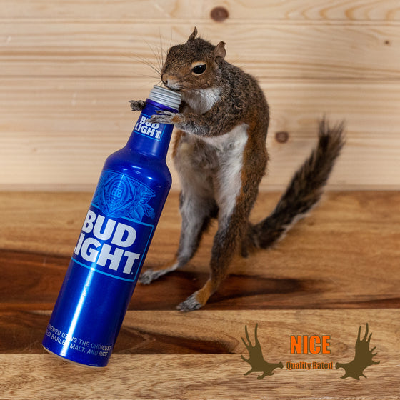 squirrel drinking beer drunk taxidermy mount for sale
