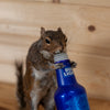 Drunk Squirrel Taxidermy Mount Budweiser SW11068