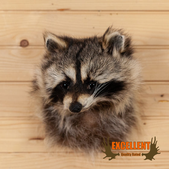 raccoon taxidermy shoulder mount for sale