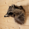 Excellent Raccoon Taxidermy Shoulder Mount SW11071